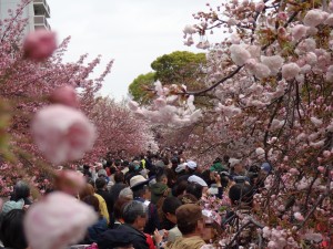 桜の通り抜け