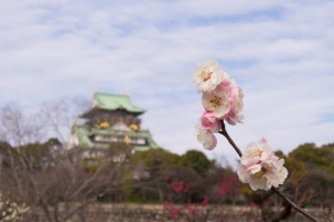 大阪城梅林