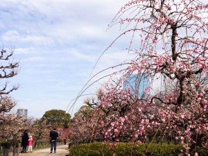 大阪城梅林