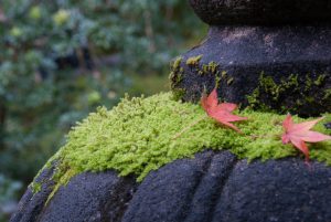 石灯籠と紅葉